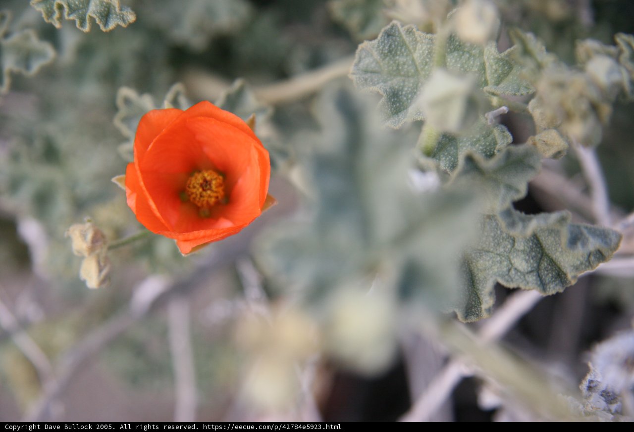 A Lone Orange Blossom