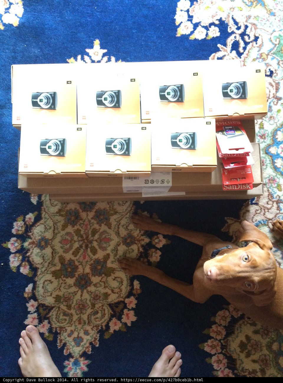 Furry Friend Reading Session