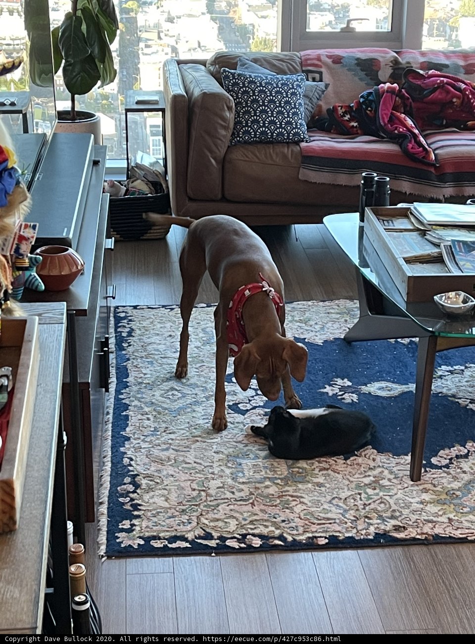 Furry Encounter in the Living Room