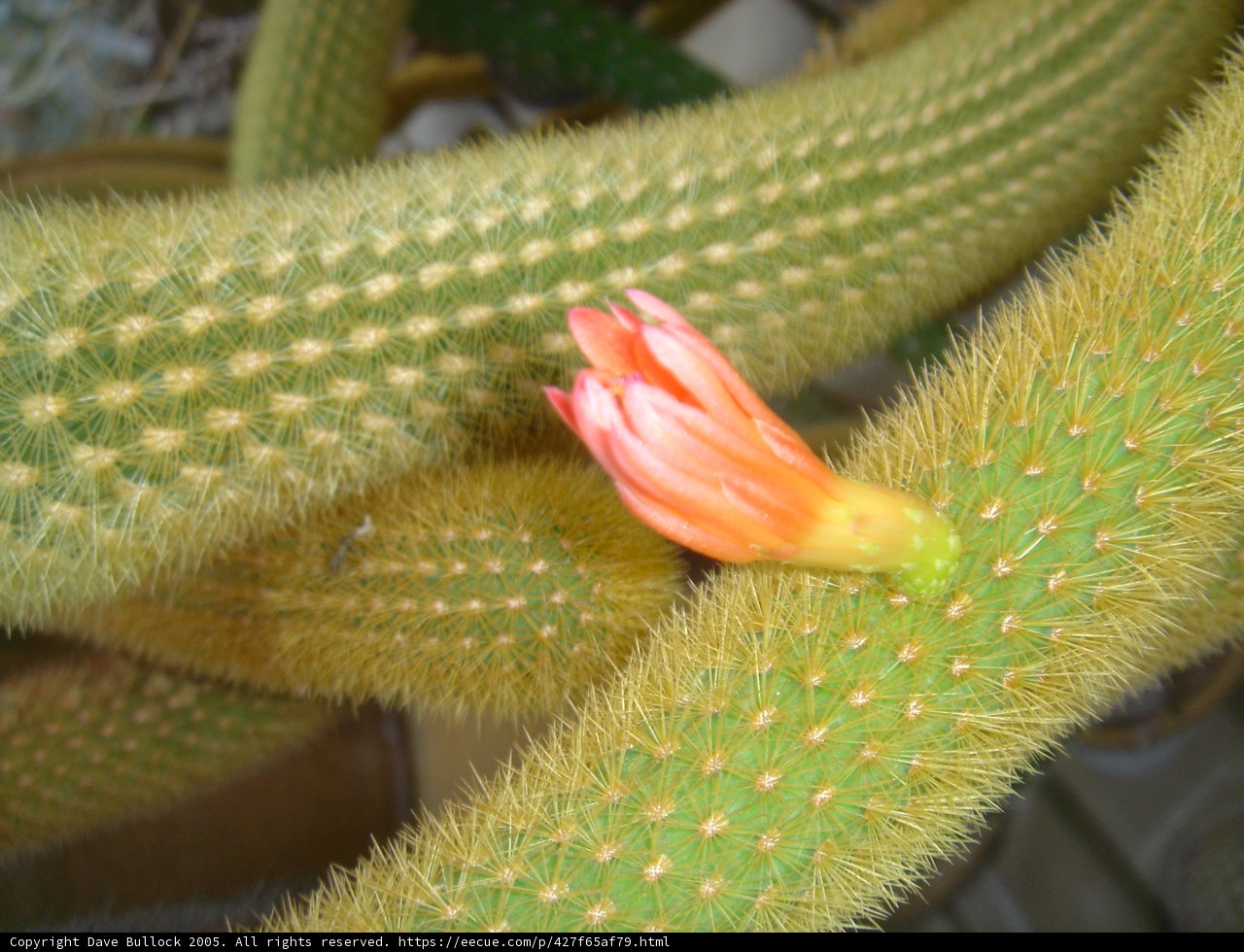 A Cactus in Bloom