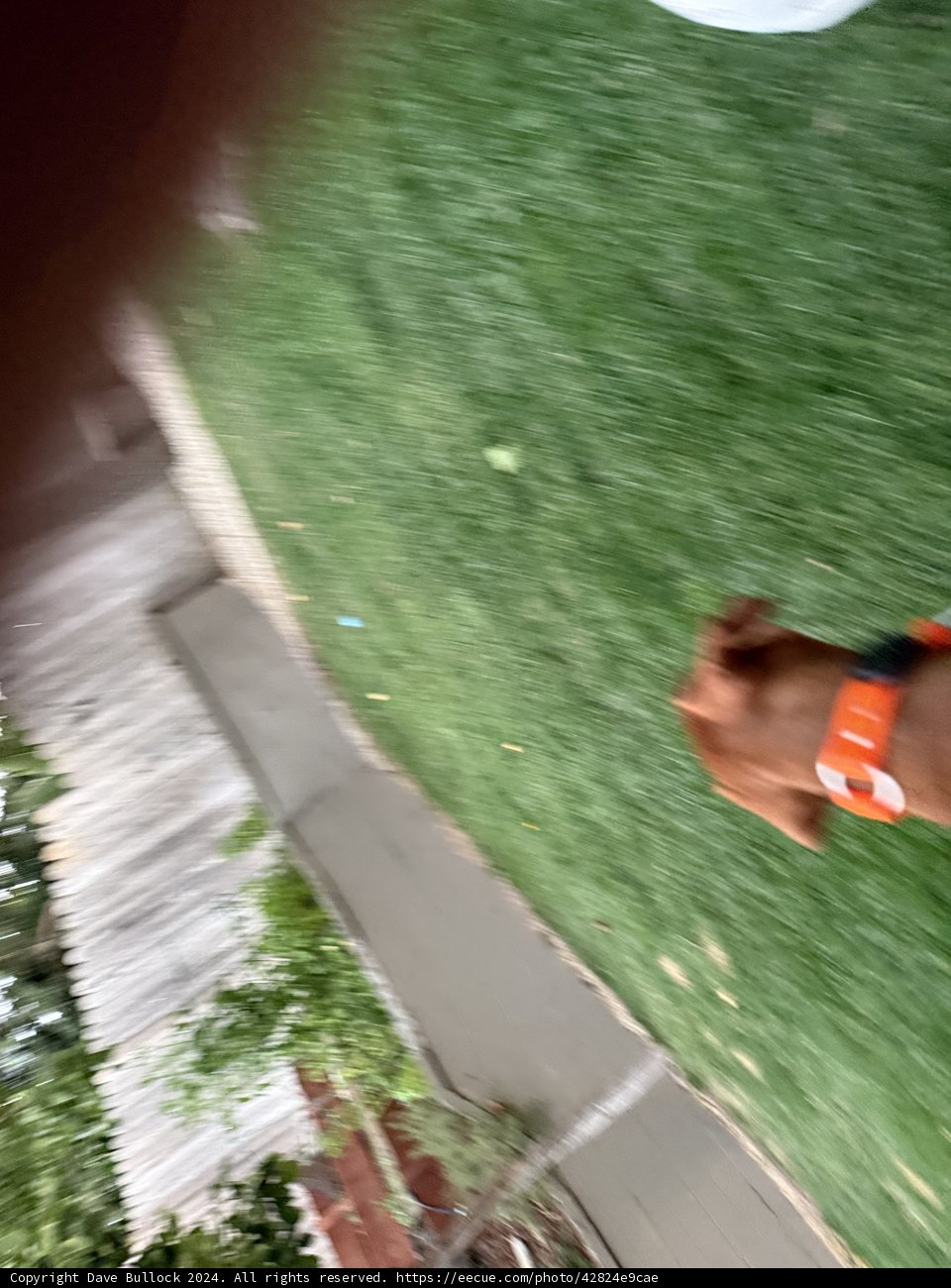 Backyard Adventures