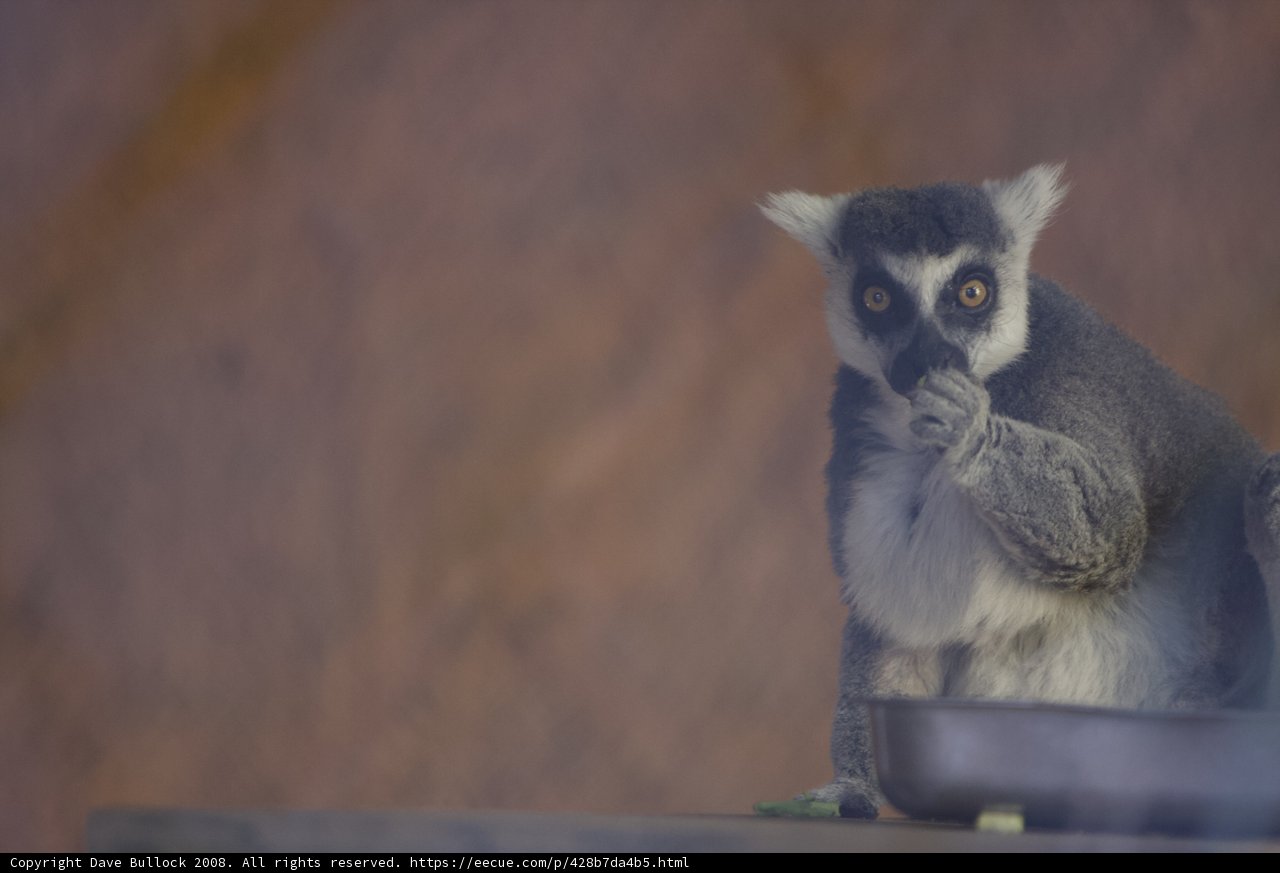 Curious Lemur