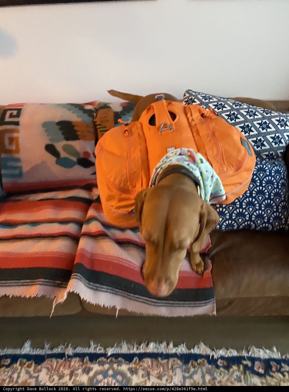 Comfy Canine on the Couch