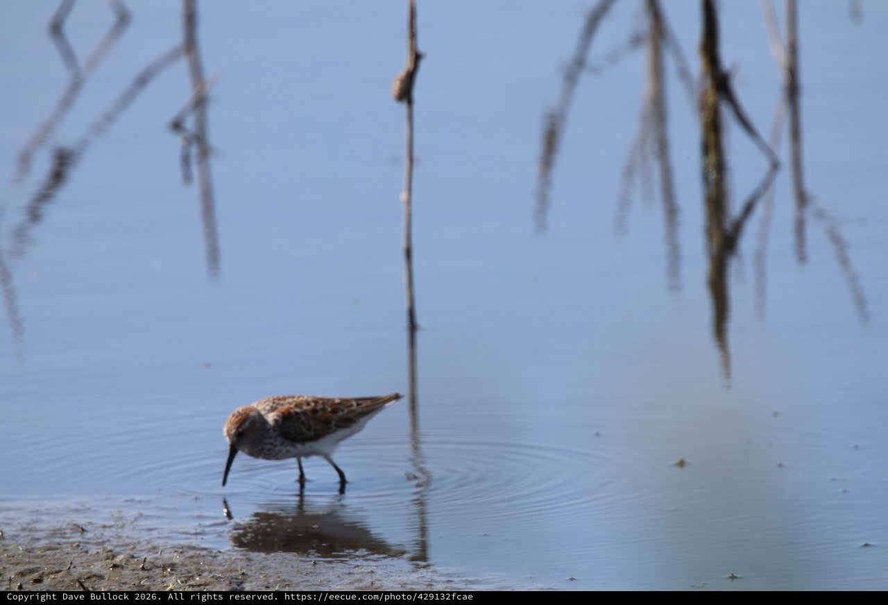 Dunlin Foraging in Shallow Wetland Waters