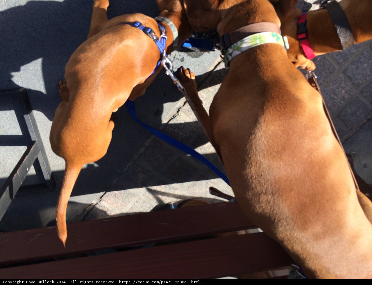Dogs Take Over Bench