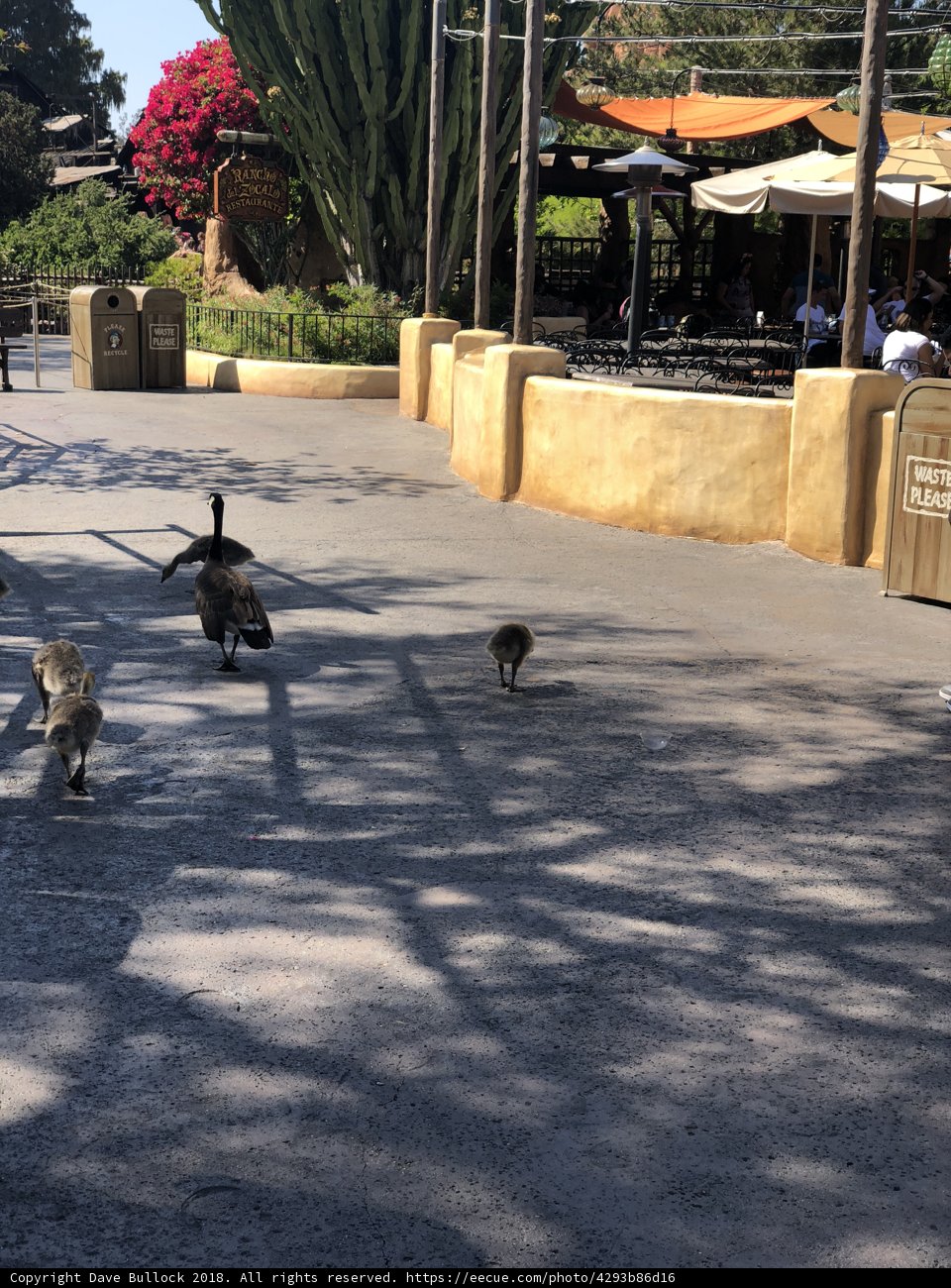 Flock of Birds on the City Walkway