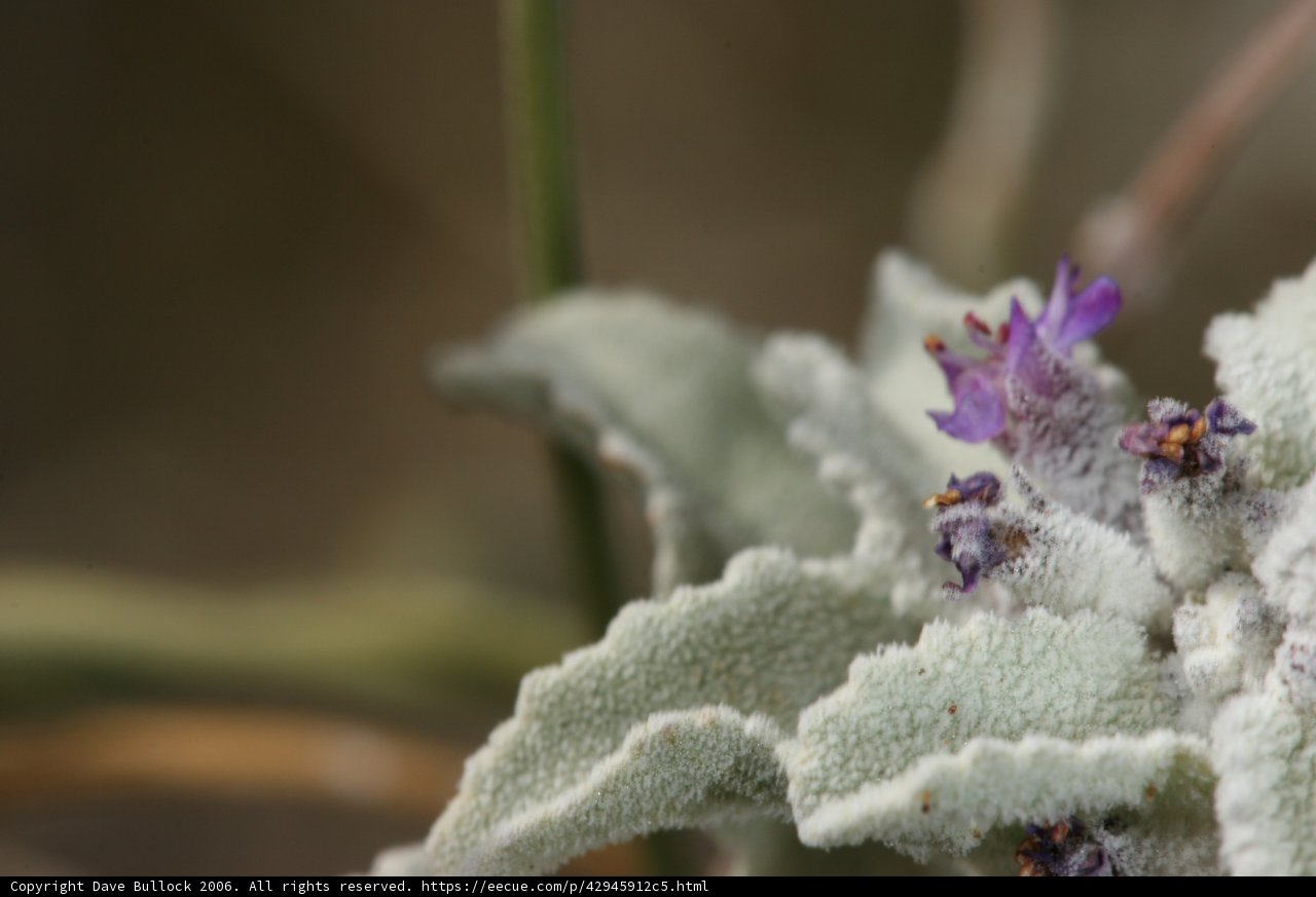Purple Geranium in Frosty Weather