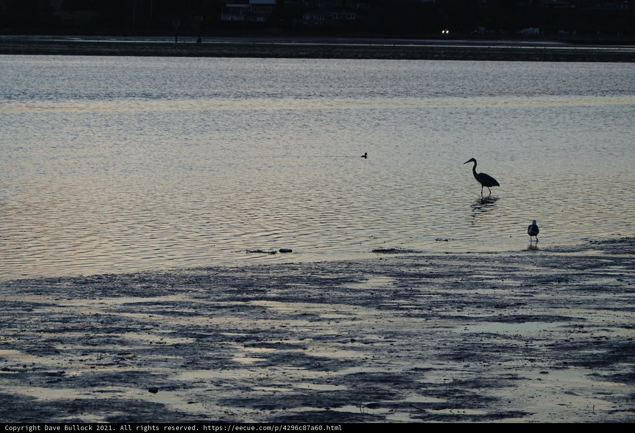 Majestic Swan Standing in Crystal Clear Waters