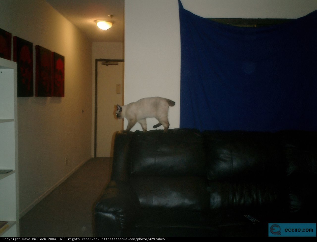 Feline King of the Living Room