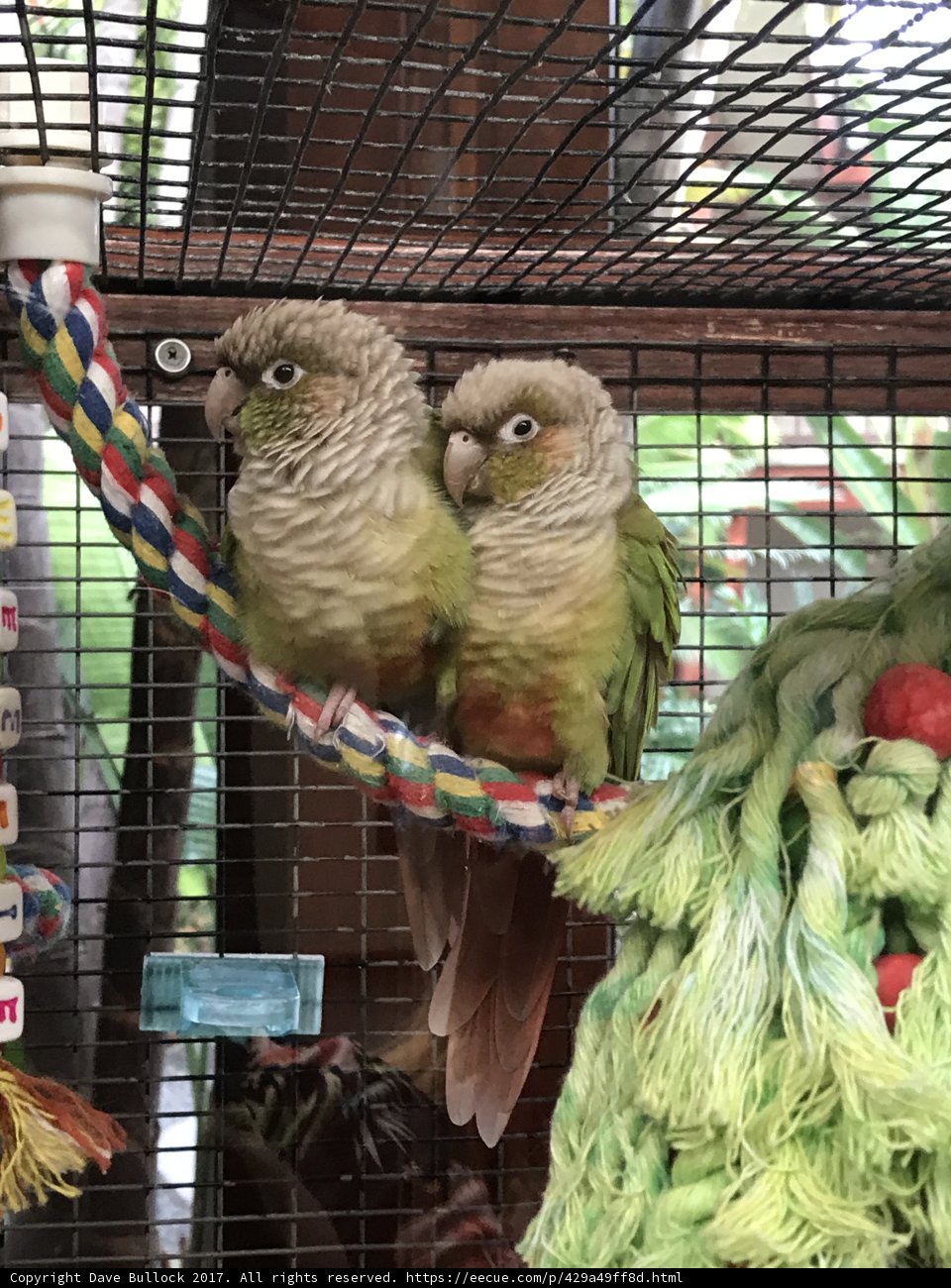 Captive Colors
