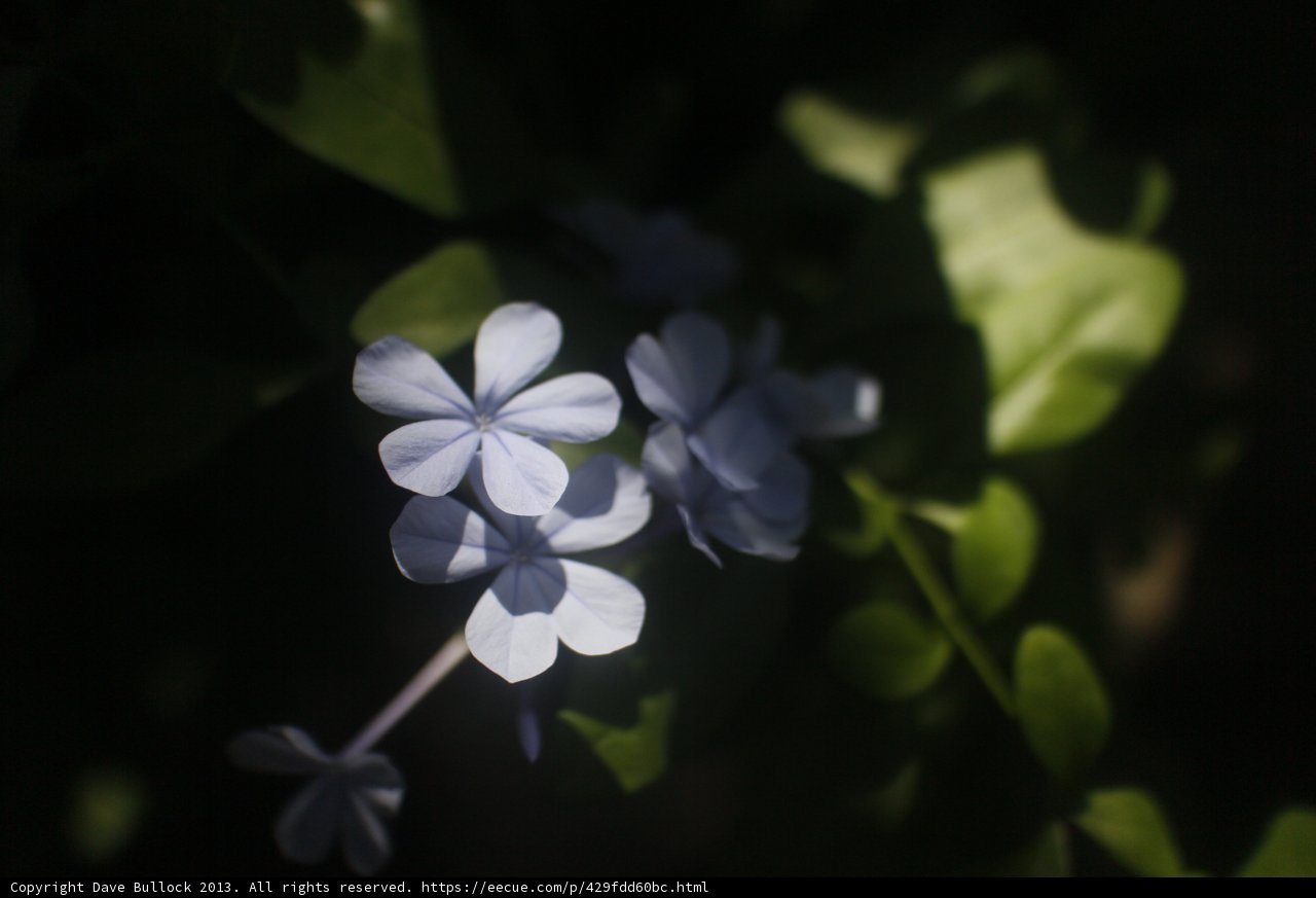 Blue Geranium Flower in the Sun