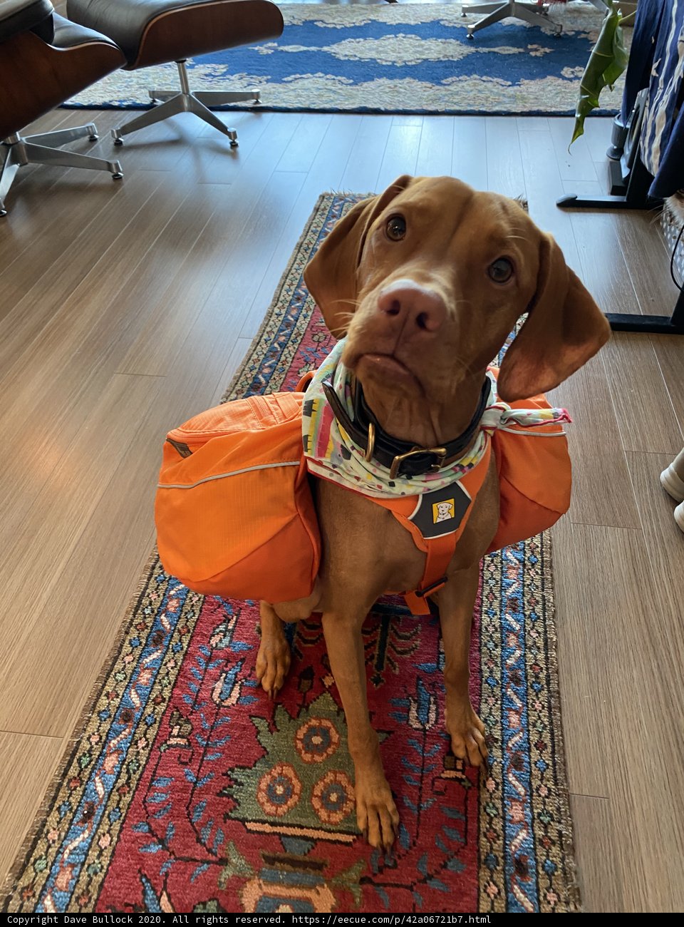 Backpack Buddy