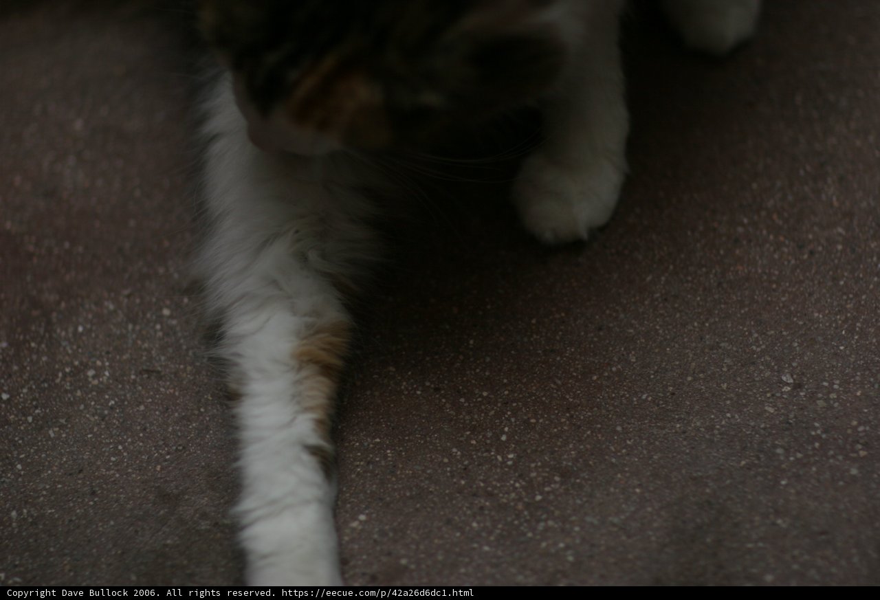 Feline Grace