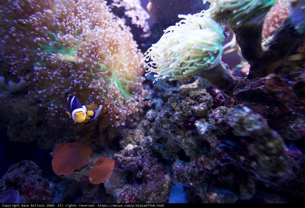 Colorful Community Underwater
