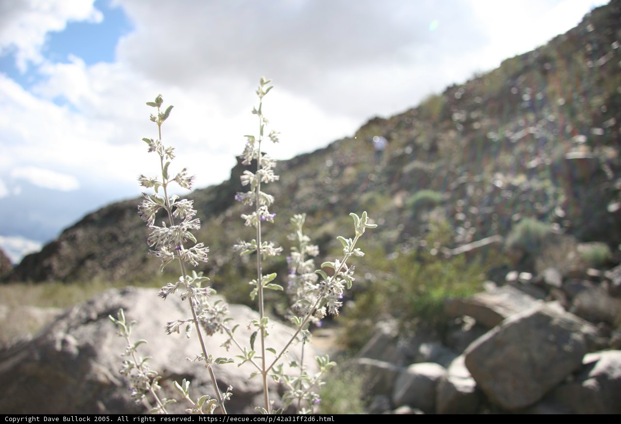 Wildflowers in the Desert Scene