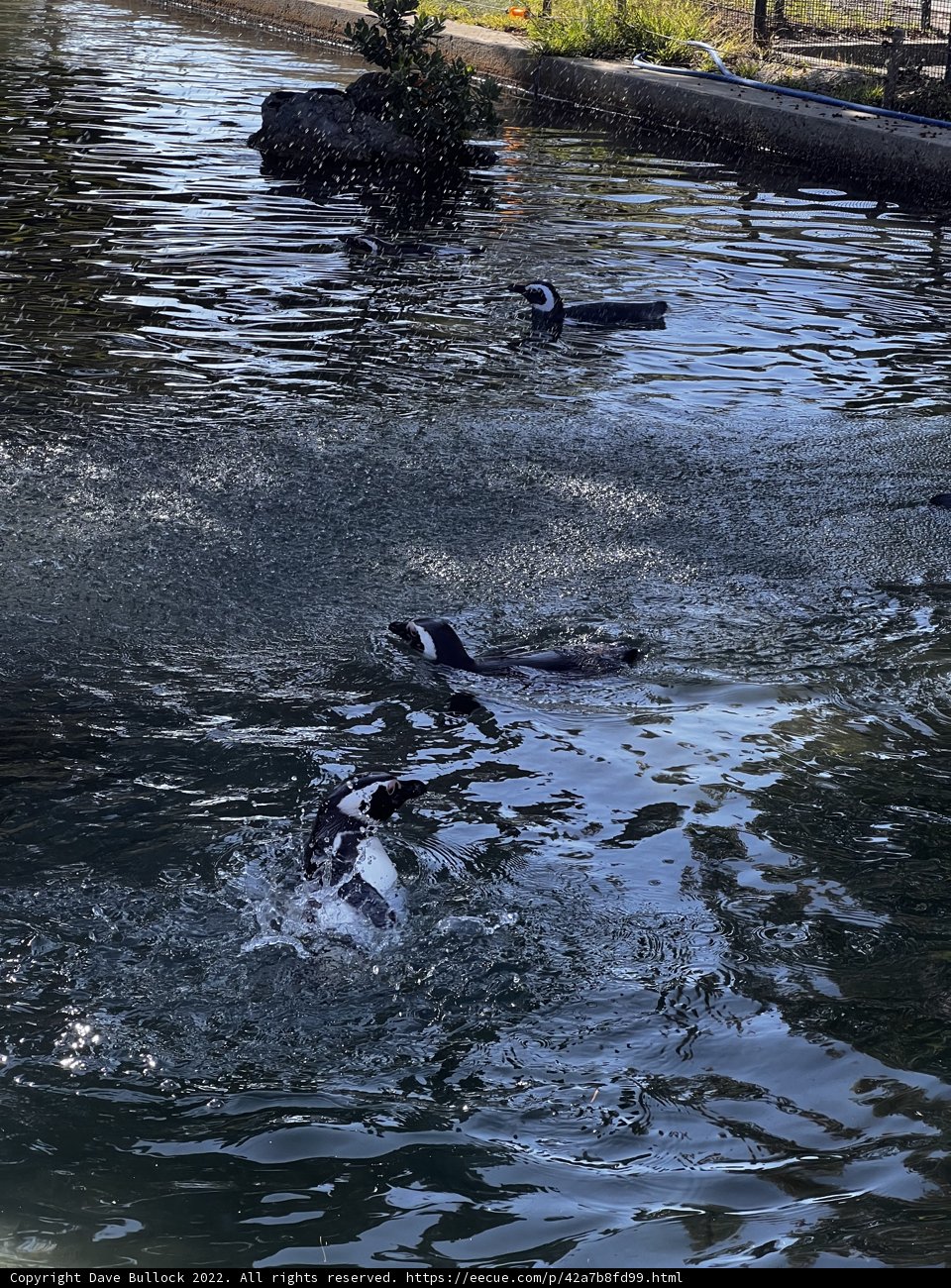 Swimming with the Penguins