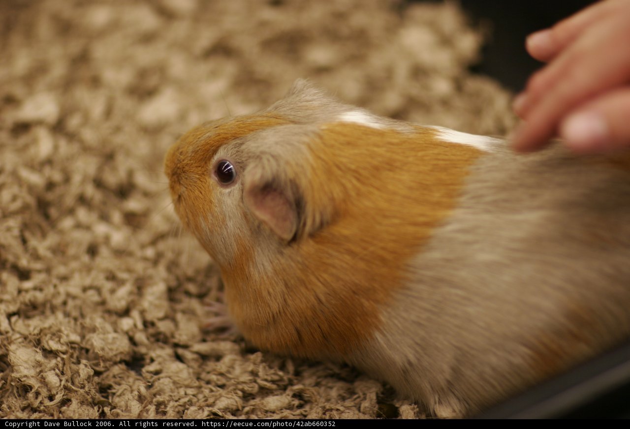 Furry Rascal in a Cage