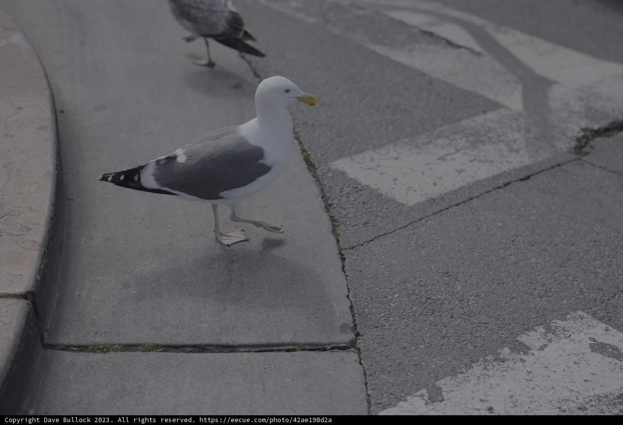 Urban Seagull