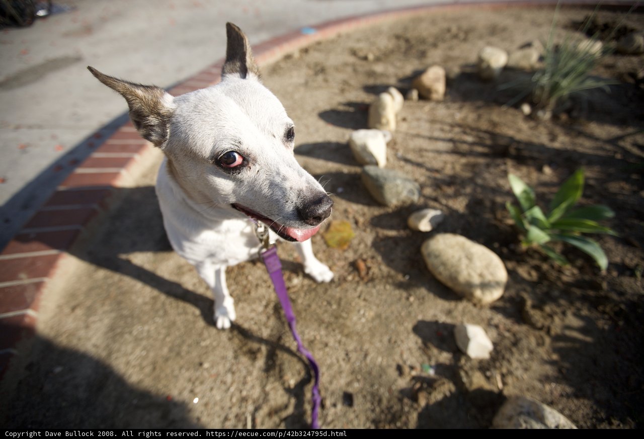 Walking the Pup Through the Garden