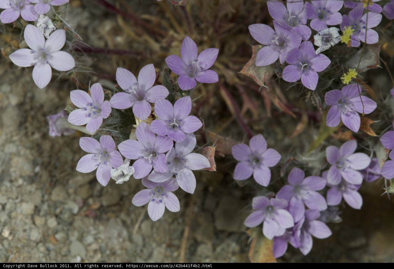 Purple Geraniums in Bloom