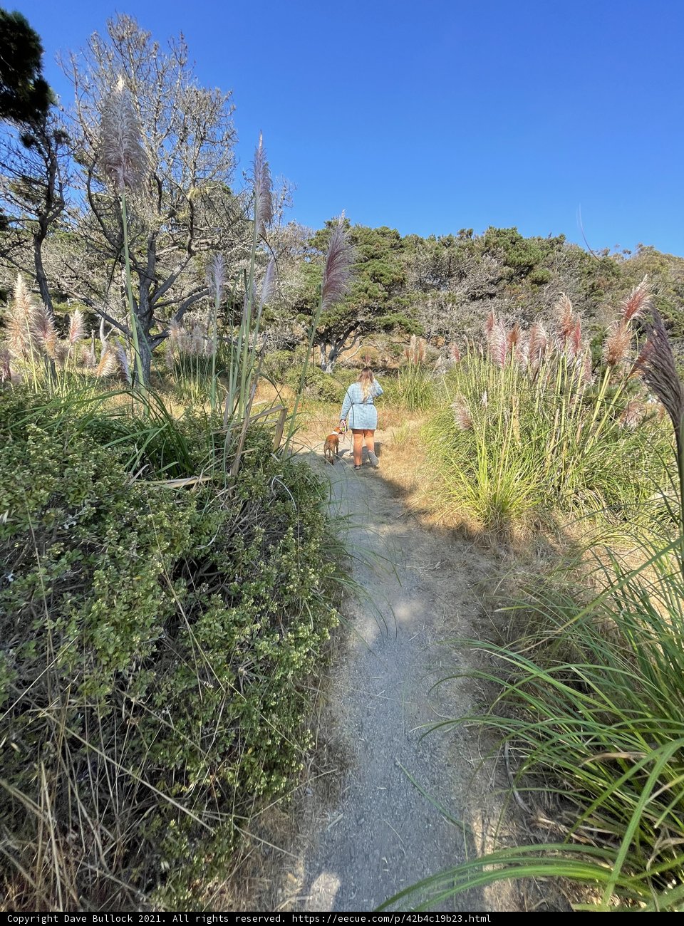 Walking in the Wild