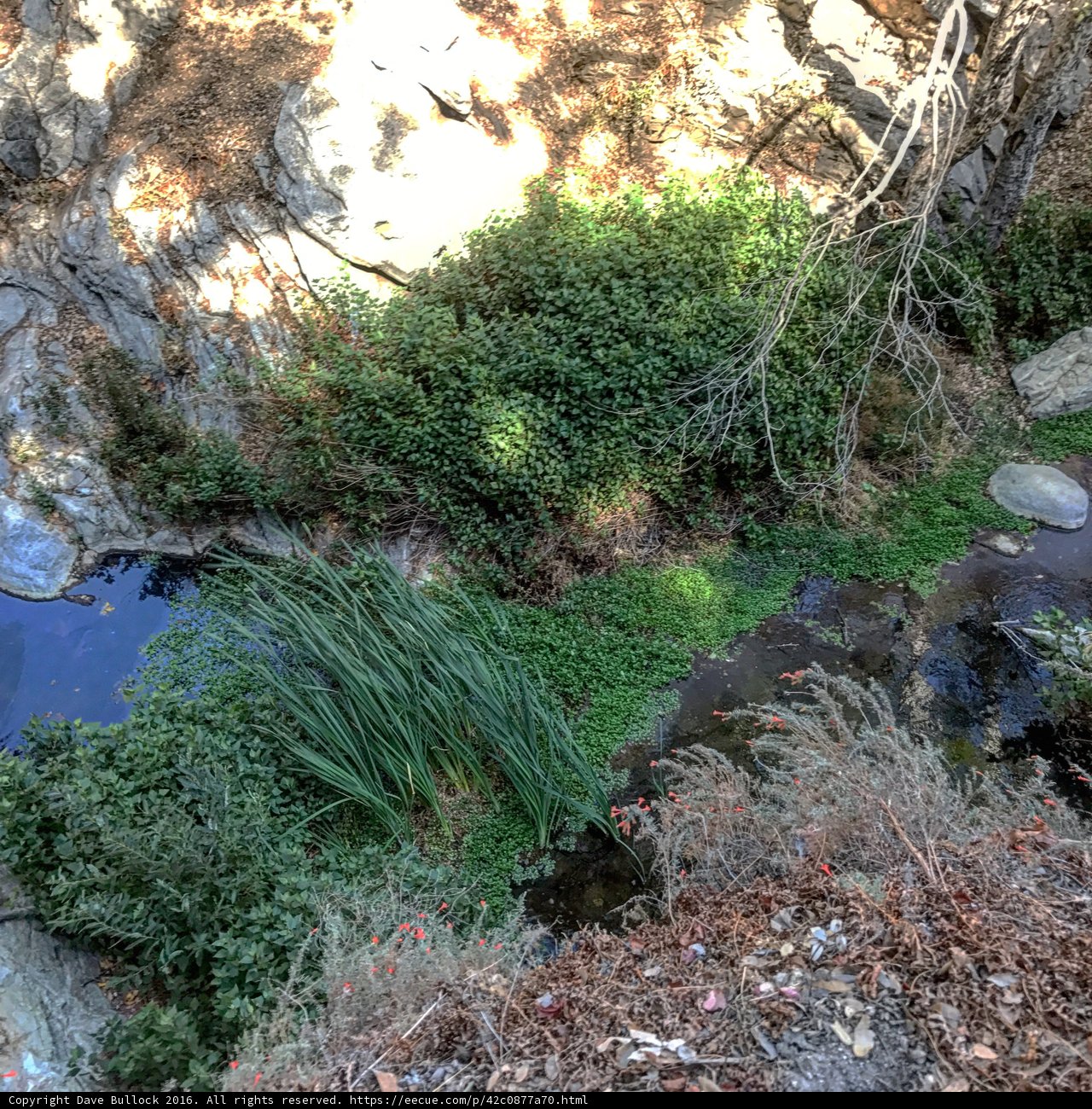 Serene Stream in Angeles National Forest