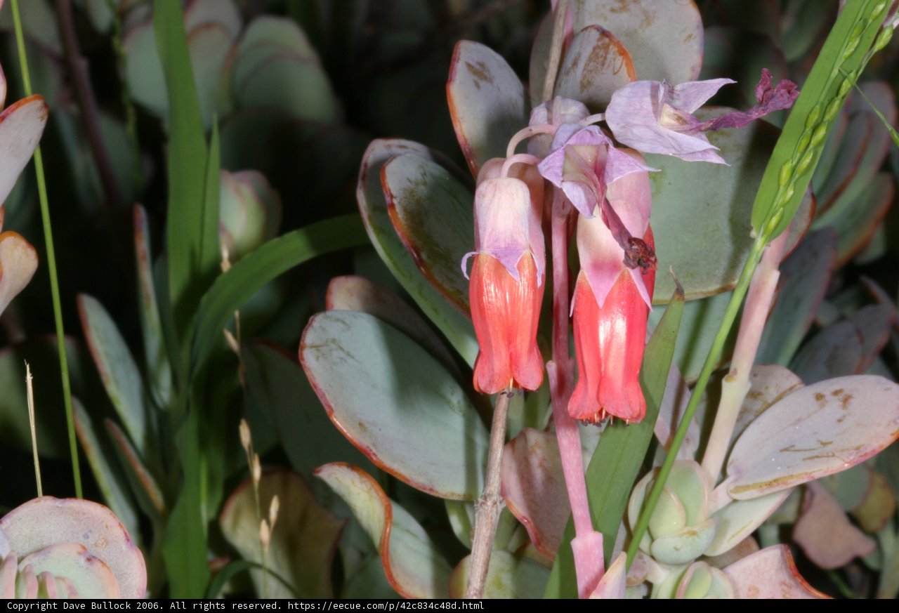 Pink Flowering Plant