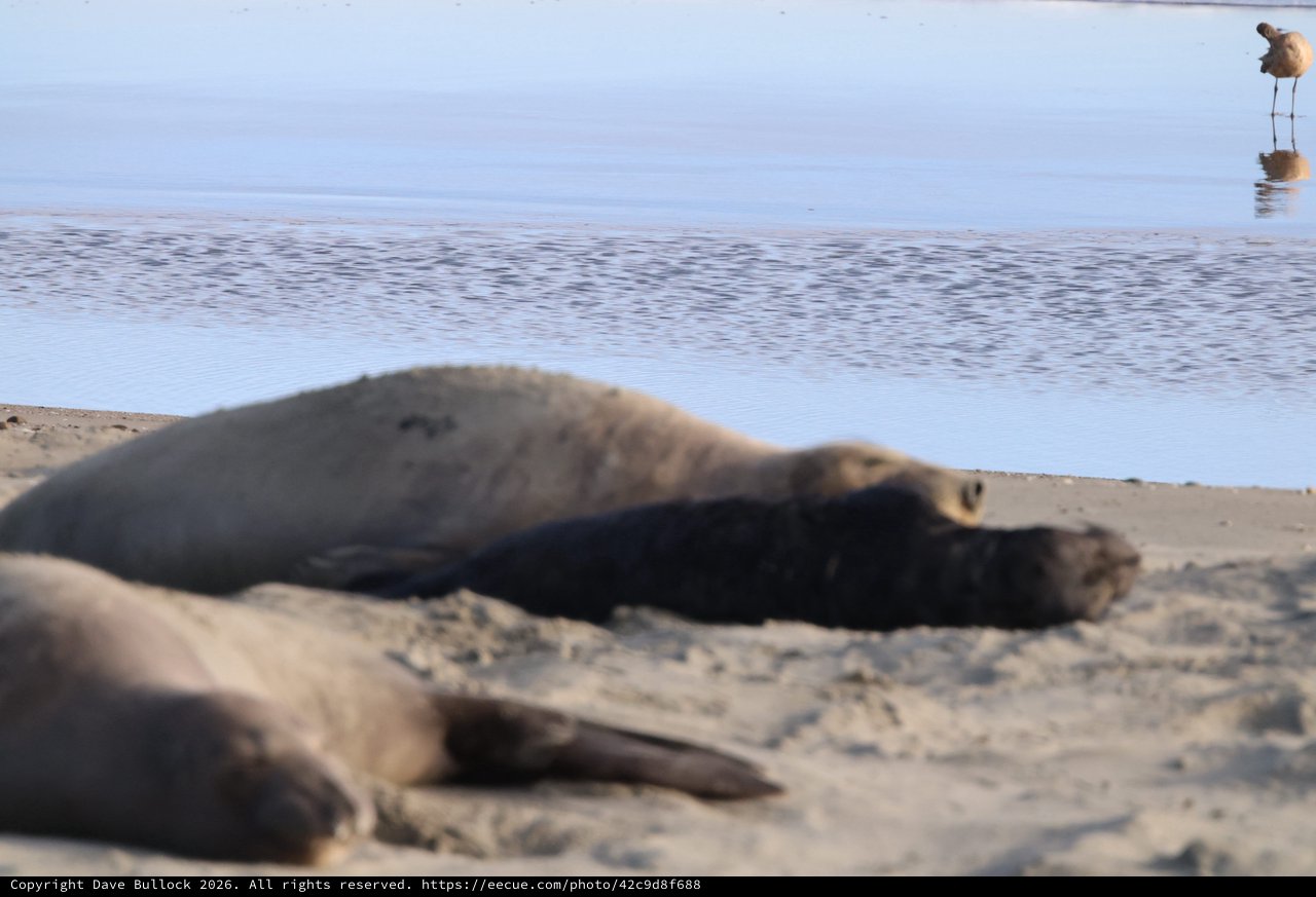 Elephant Seals Resting at Drakes Beach Shore