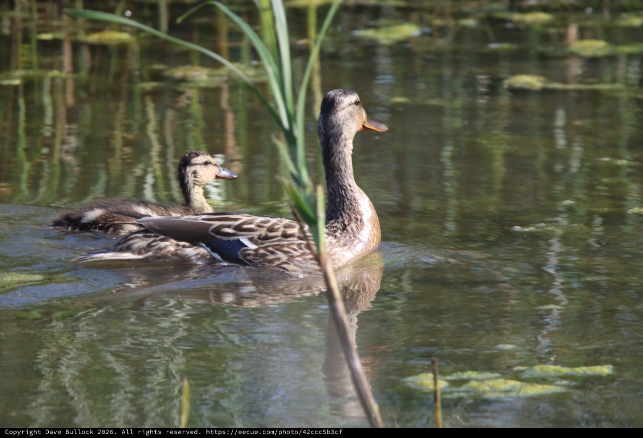 Female Mallard Ducks Swimming in Wetland Pond