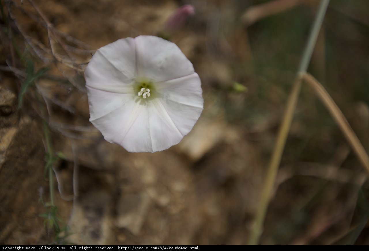 Solitary Beauty