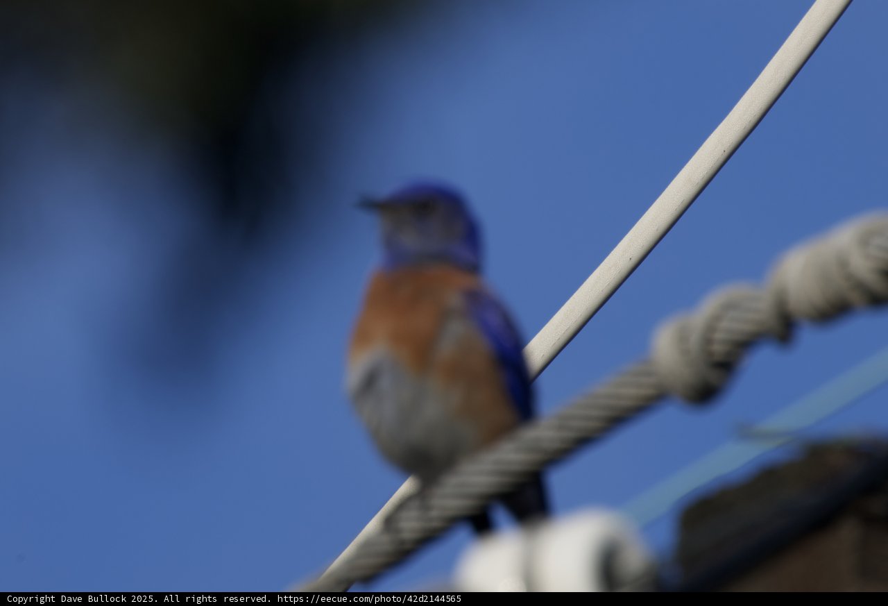 Bluebird in Focus