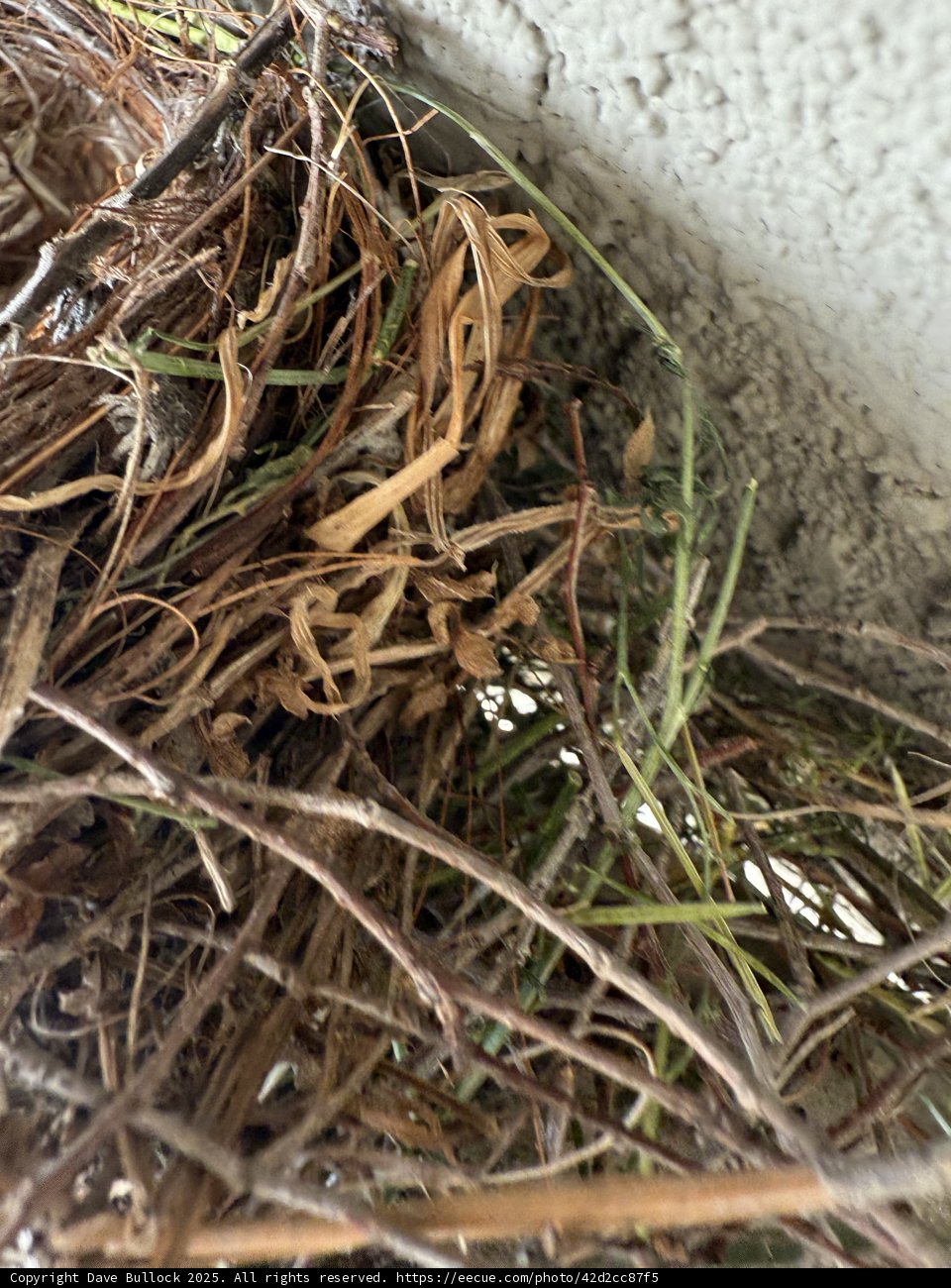 Nature's Artistry: A Bird's Nest Up Close