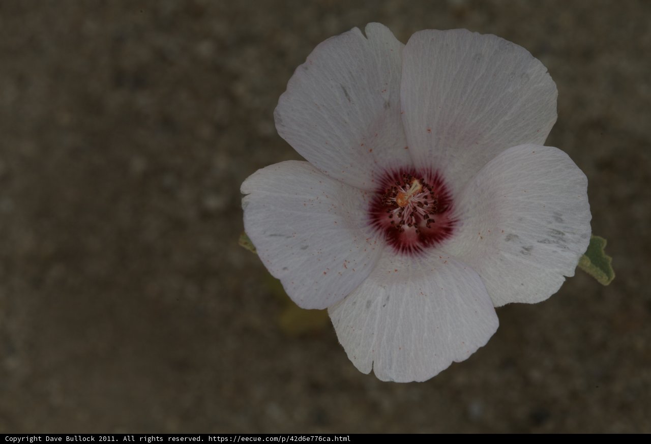 Geranium Blossom
