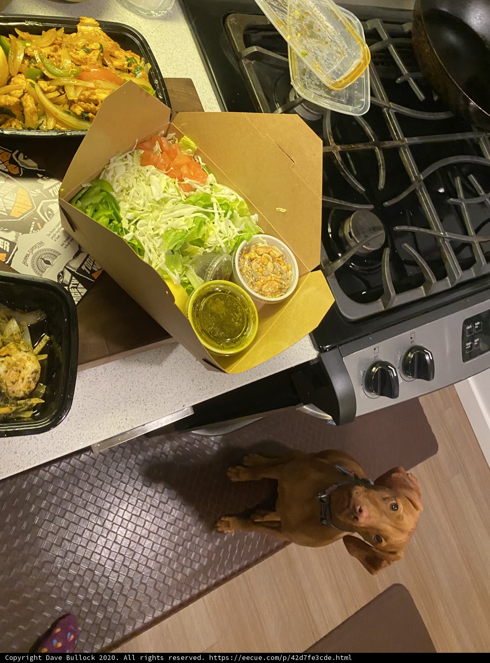 Hungry Pup Eyes Food Box