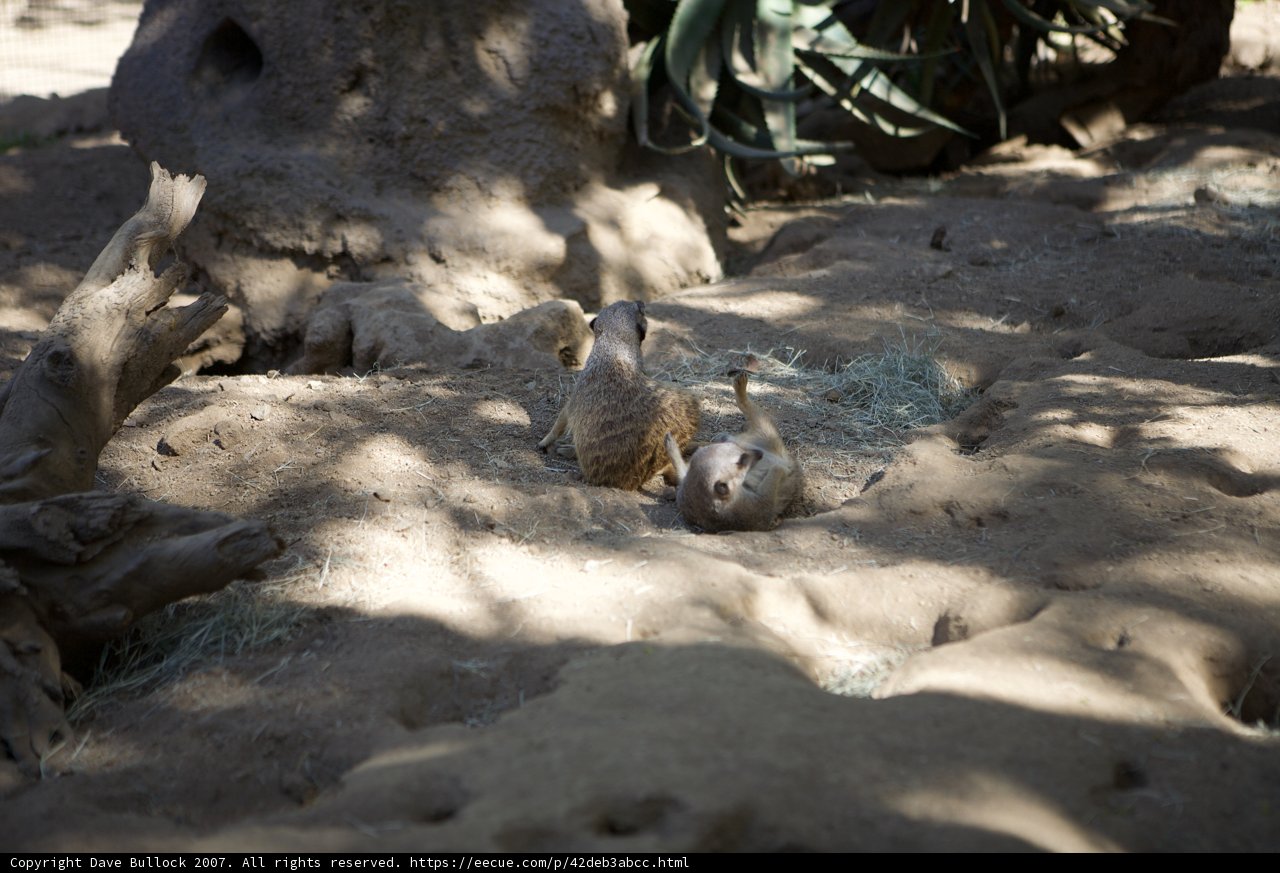 Meerkat Pair