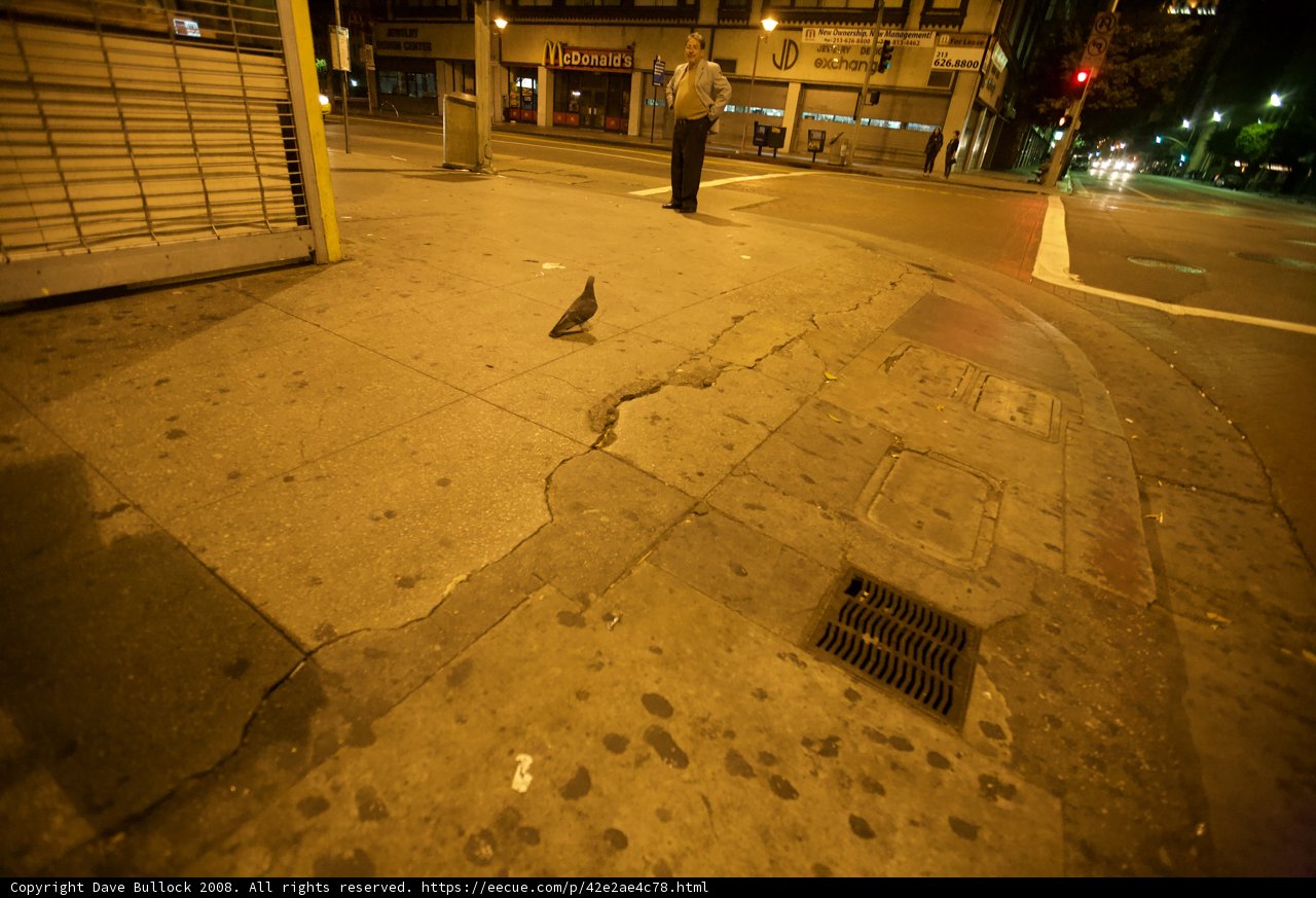 City Stroll with a Feathered Friend