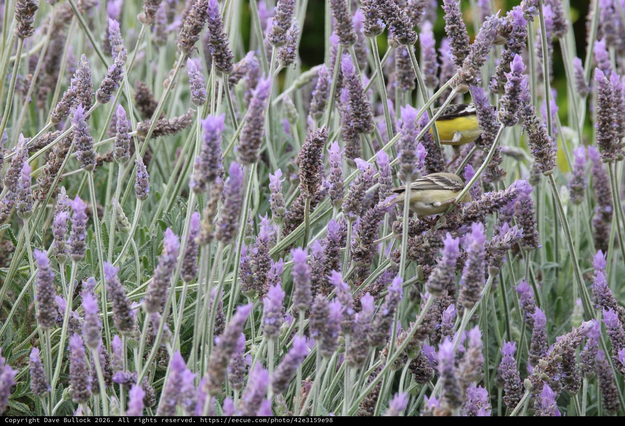 Goldfinch Foraging Among Purple Lavender Blooms