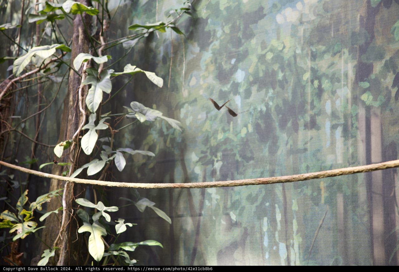 High-Wire Act: The Daredevil Giraffe