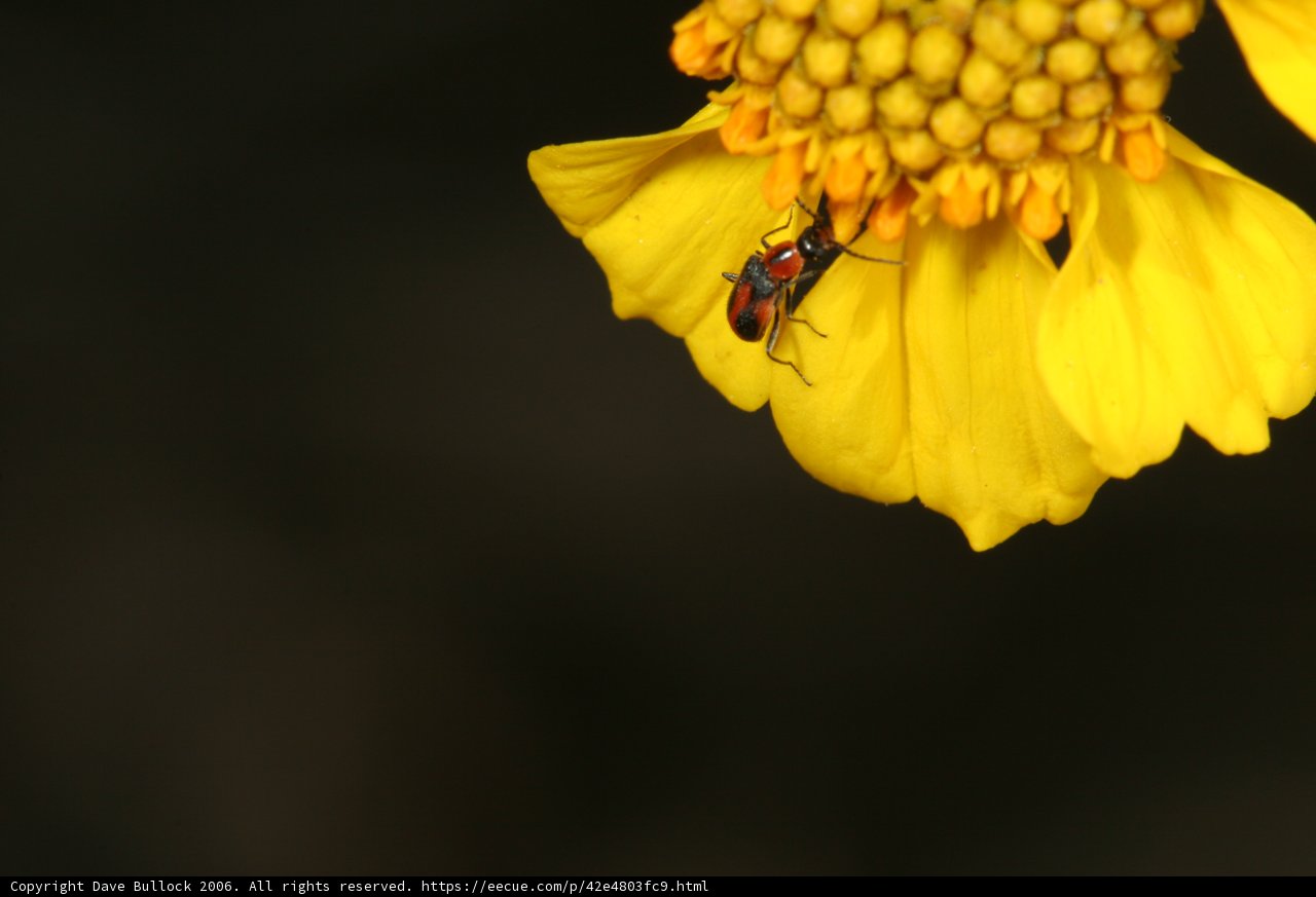 Buzzing Pollinator on a Blooming Yellow Daisy