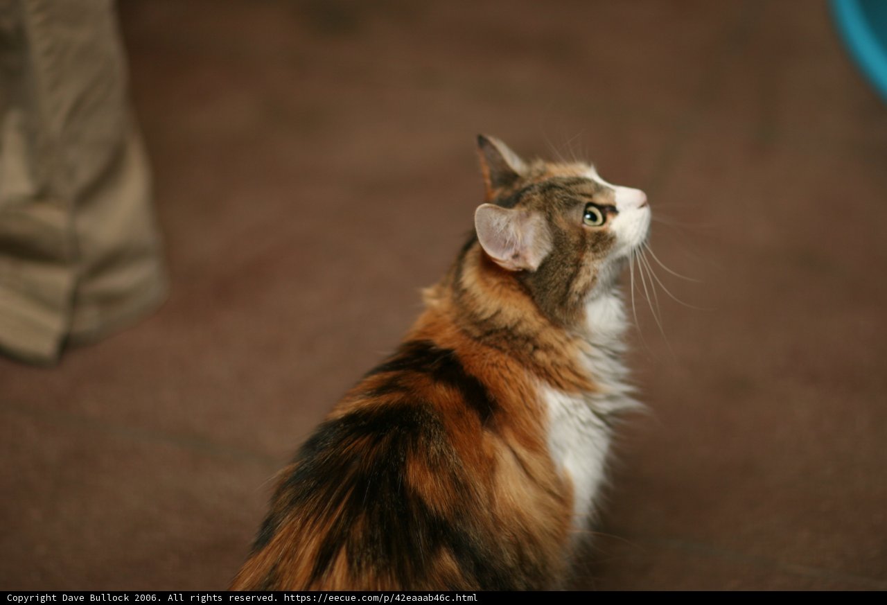 Curious Calico