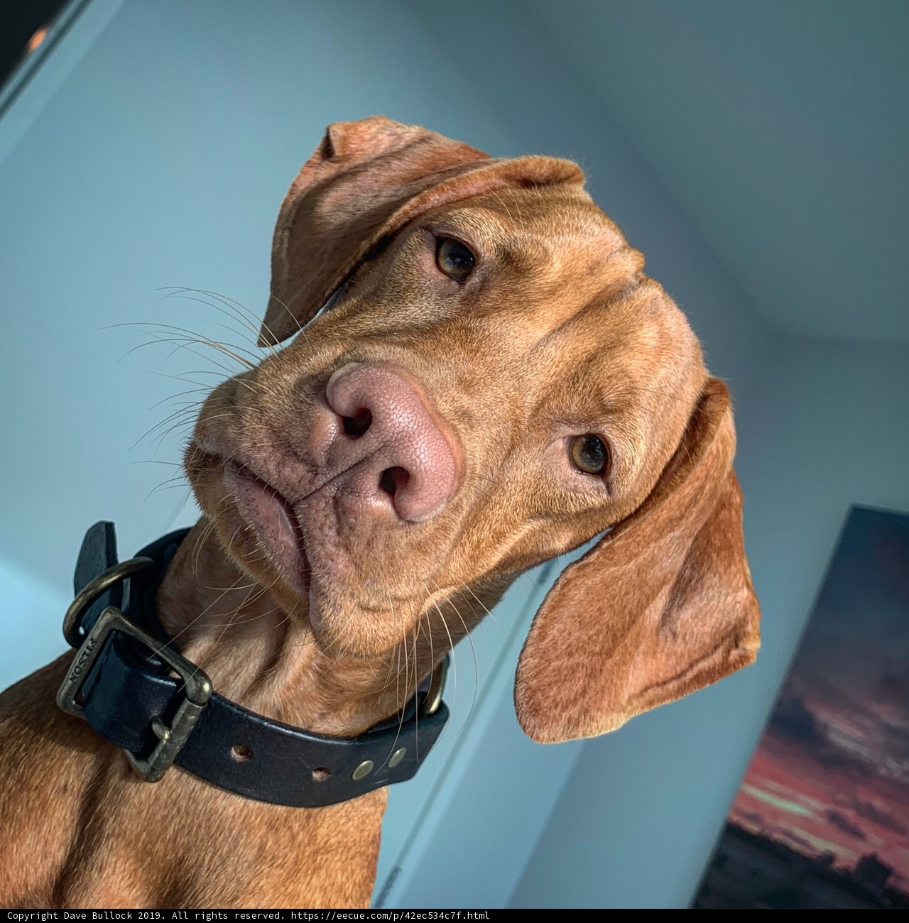 Picture Perfect Pooch