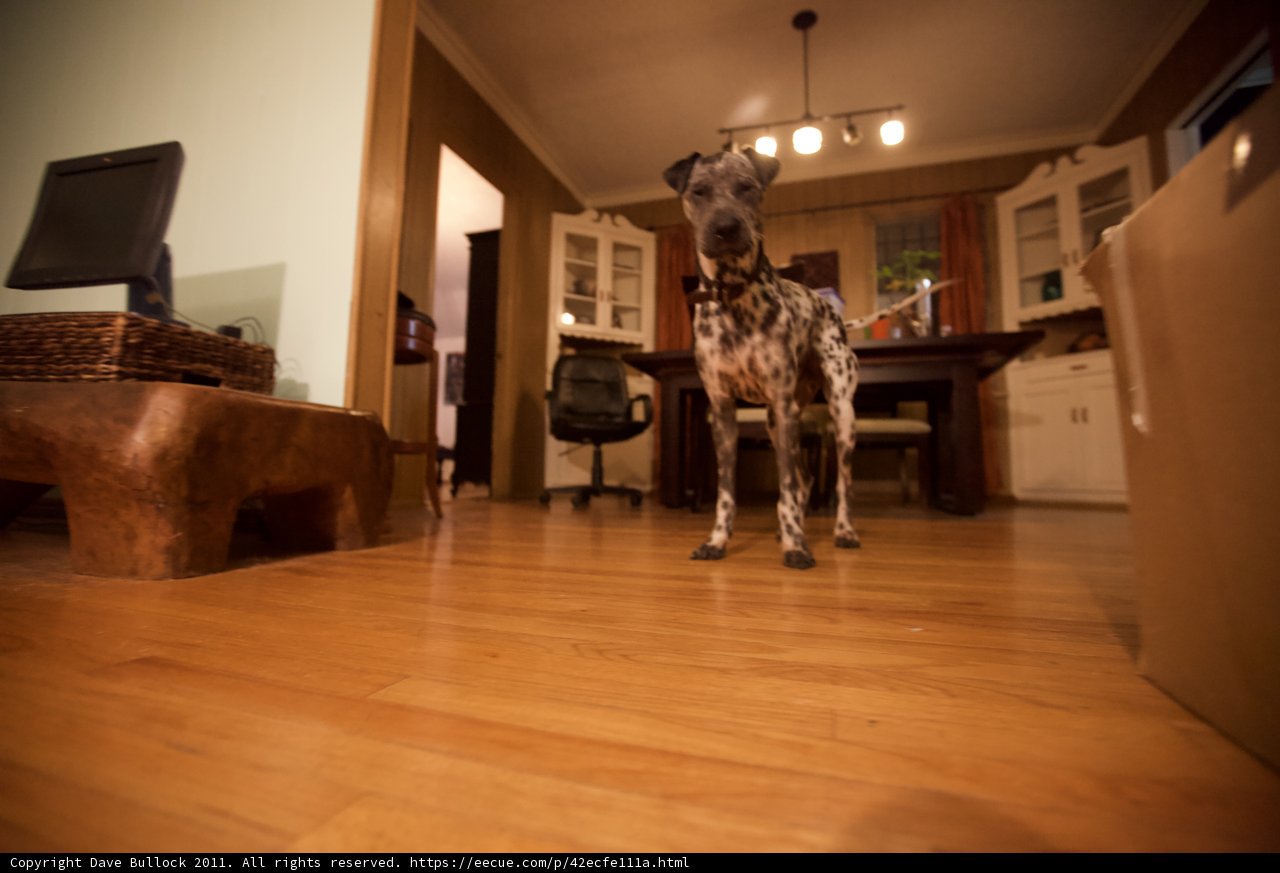 Paws-itively Stylish Living Room