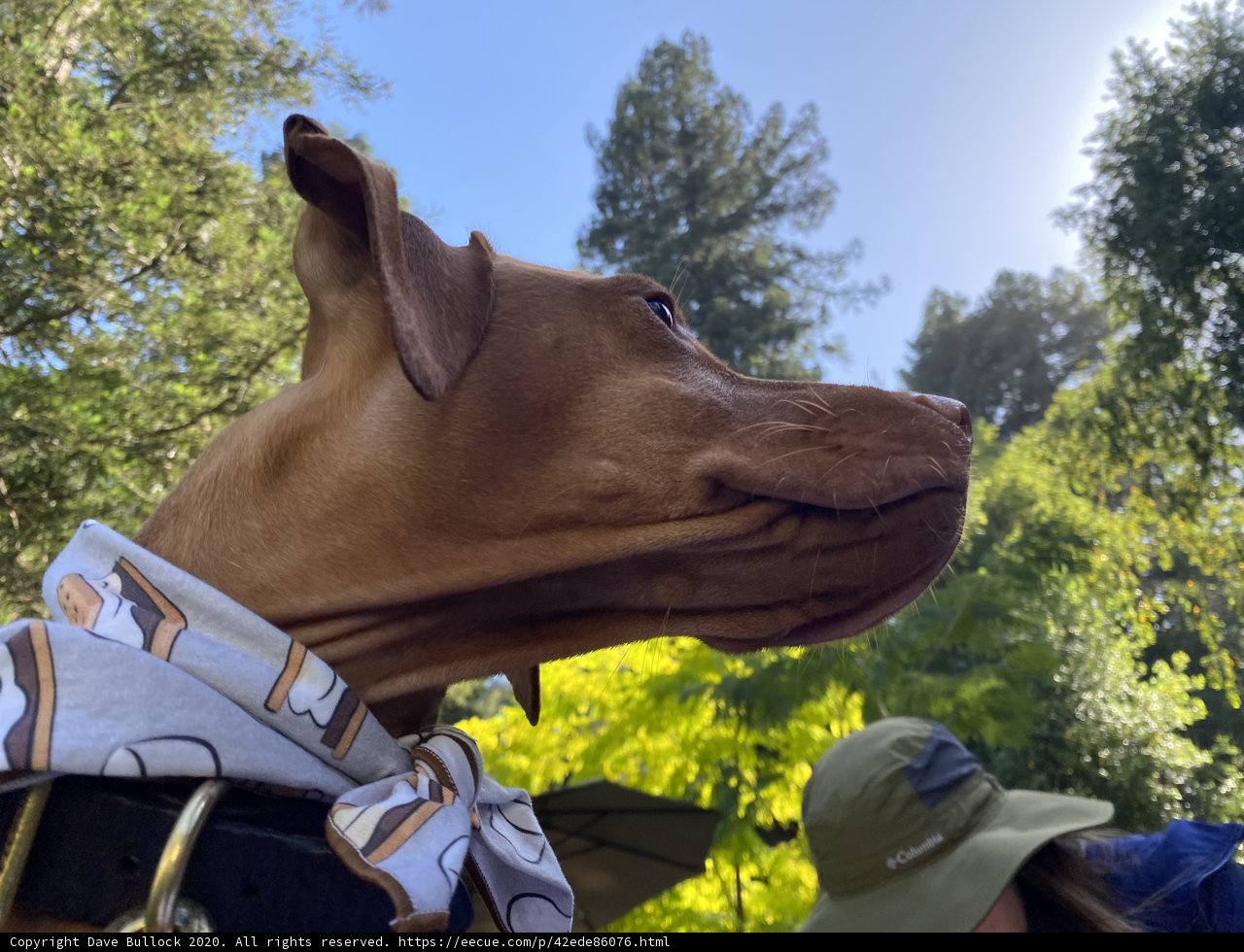 A Canine Fashionista Takes on the Wilderness