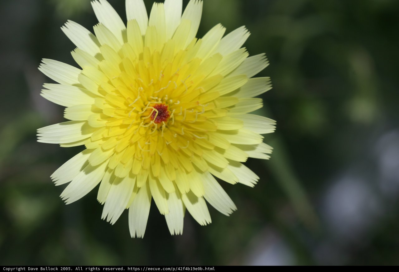 Sunny Daisy