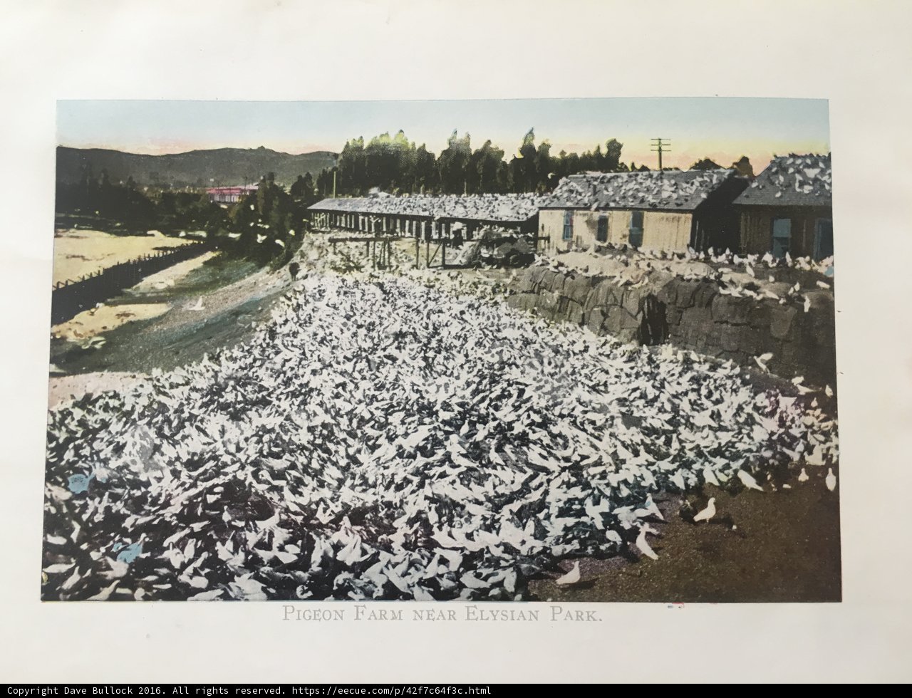 The Flock in the Field