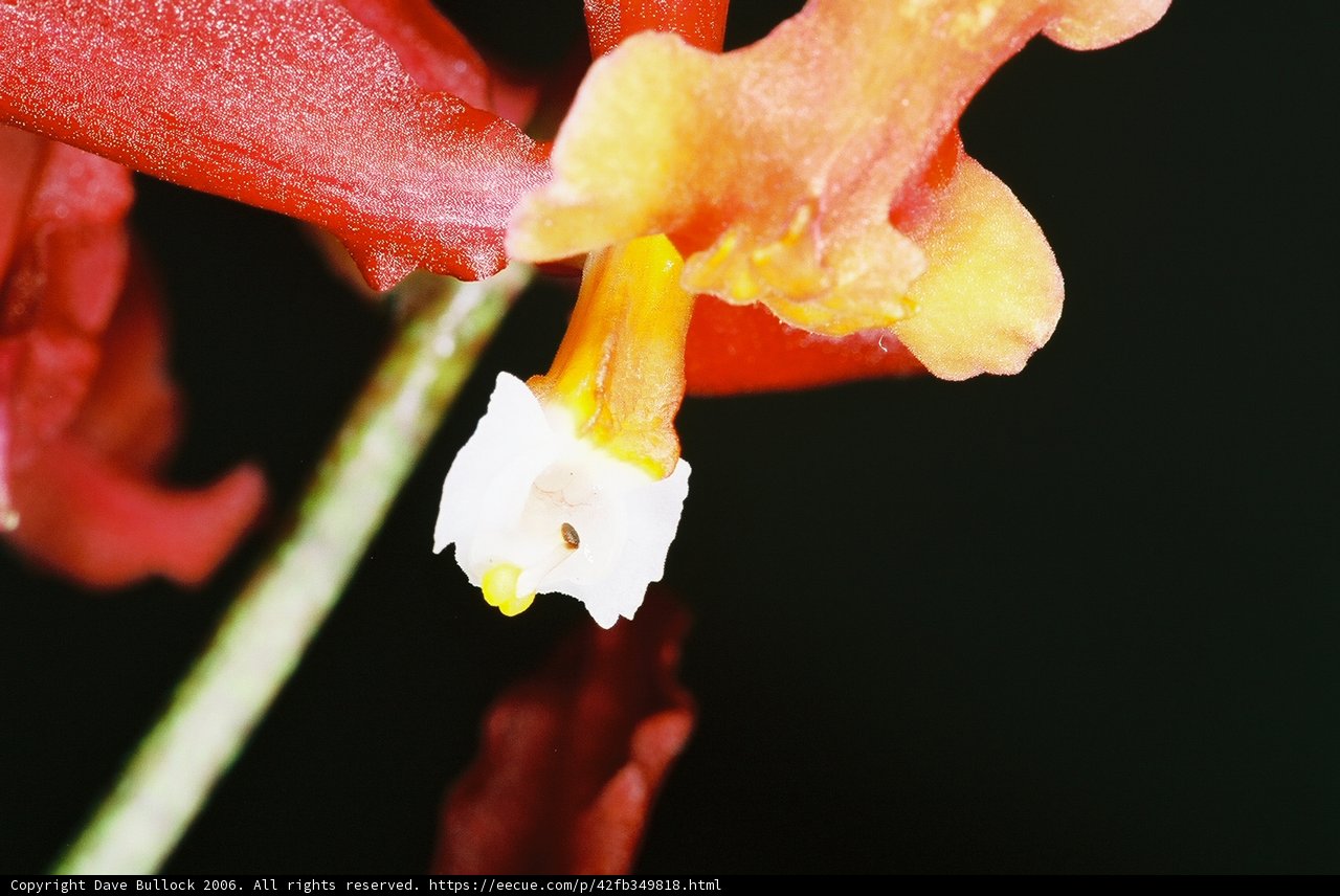 Scarlet Beauty