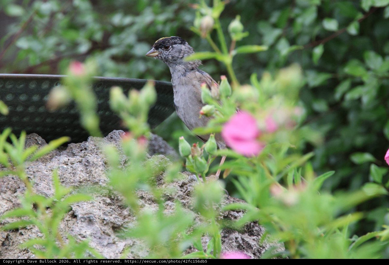 House Sparrow Perched Among Garden Flowers and Foliage