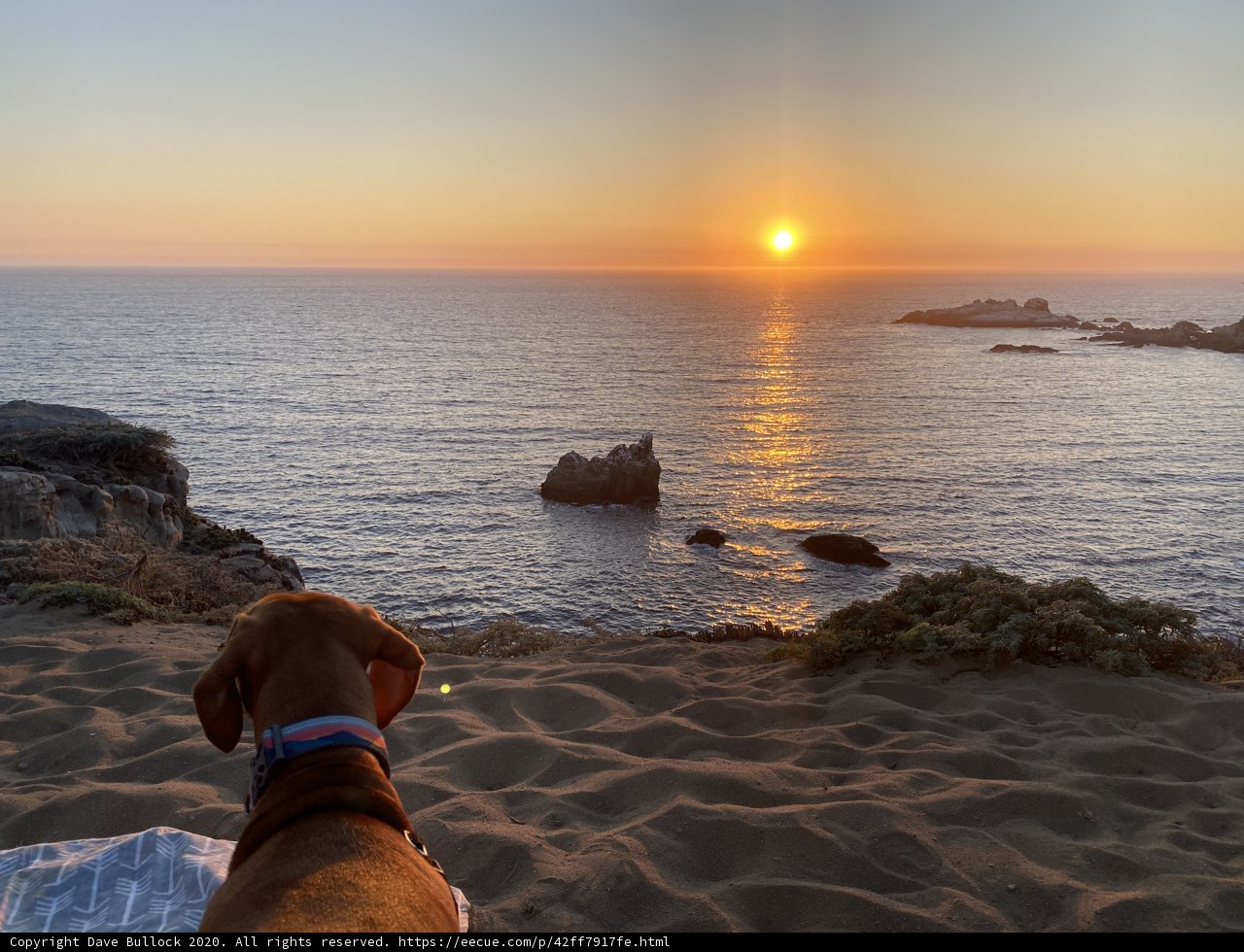 Serene Sunset with a Furry Friend