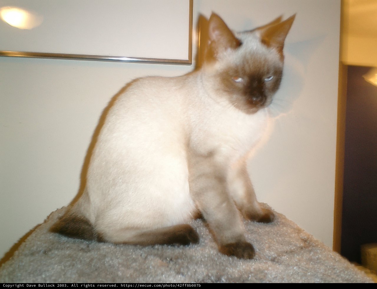 The Feline Frame
