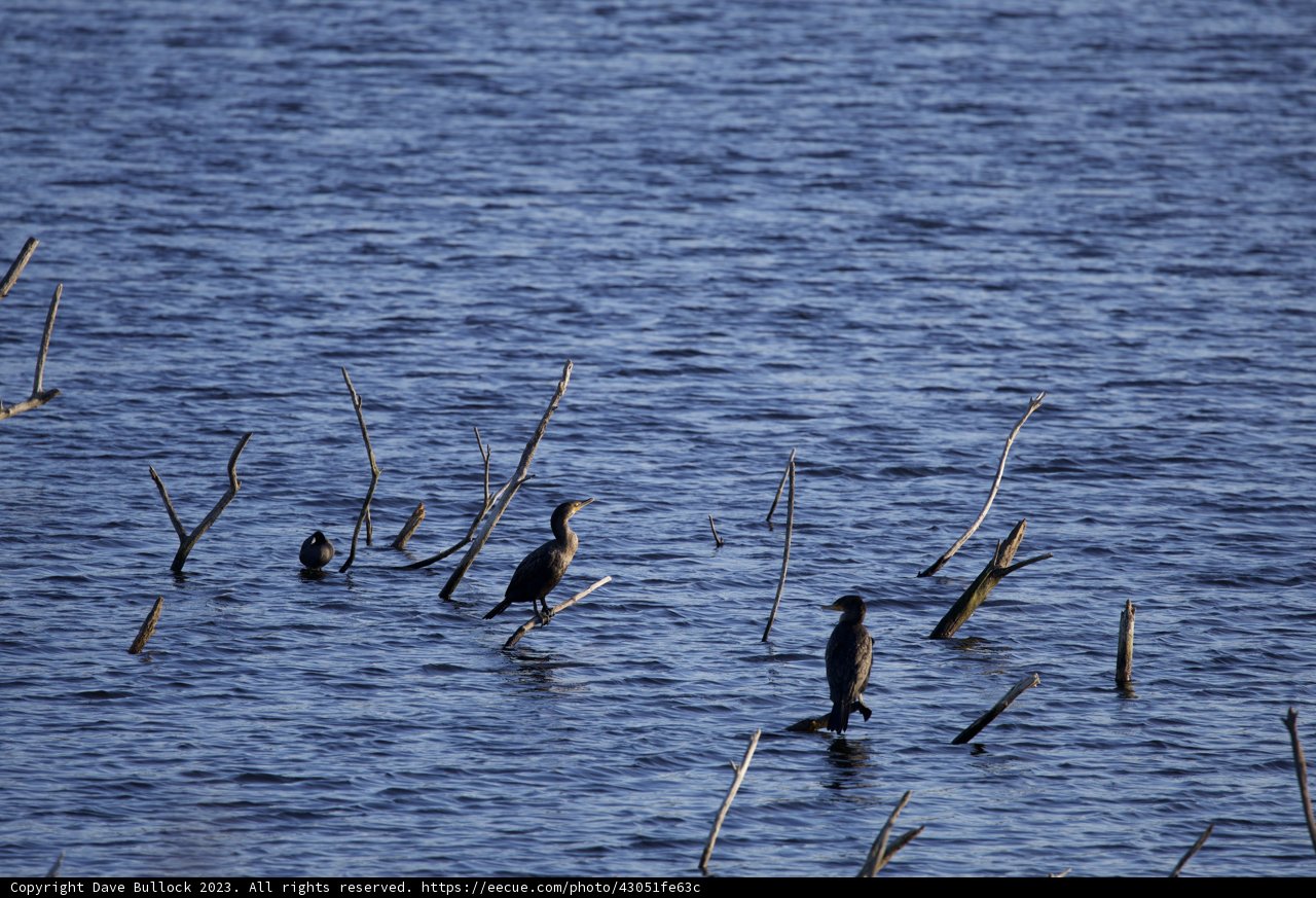 Gathering at Lake Merced